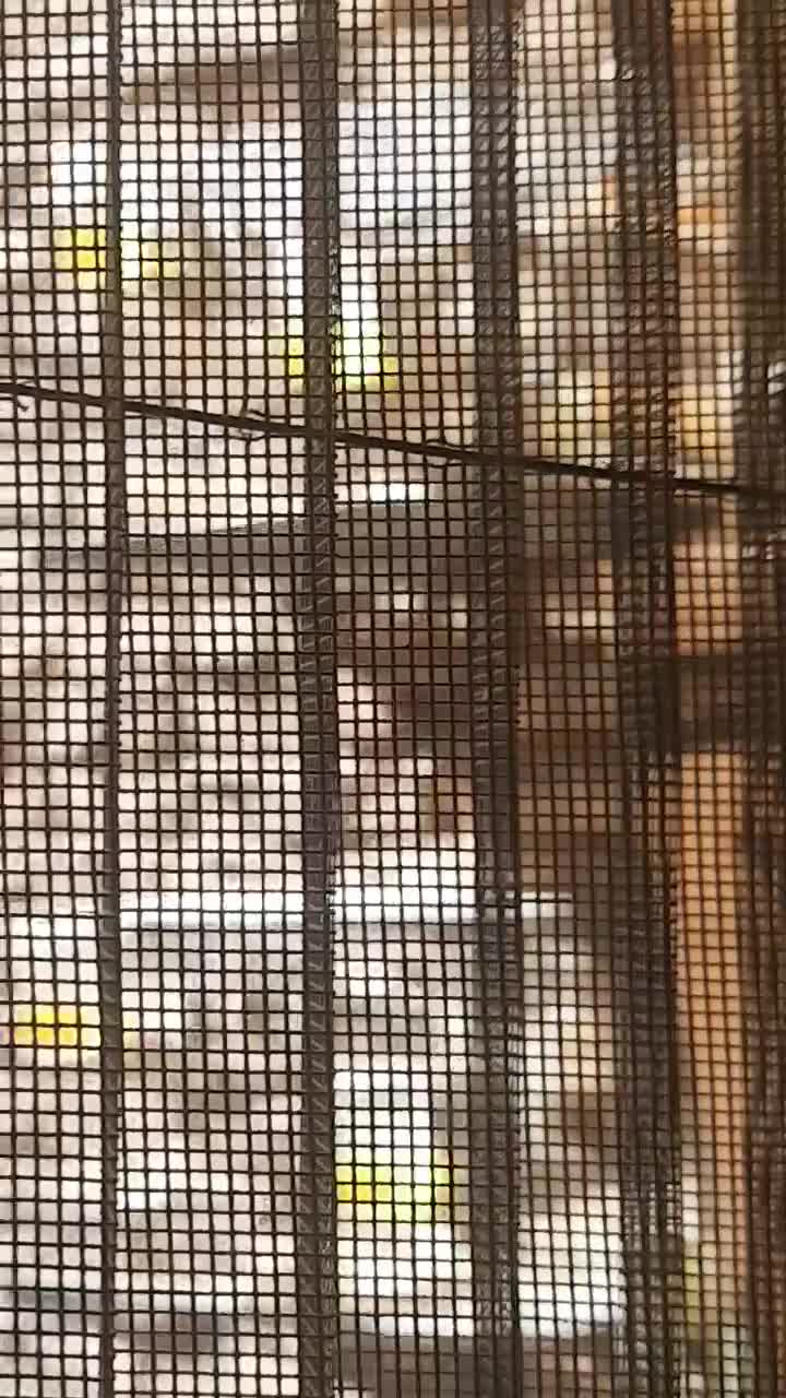 جوجه سهره سهره کهنه دوساله|پرنده|ری, شهادت|دیوار