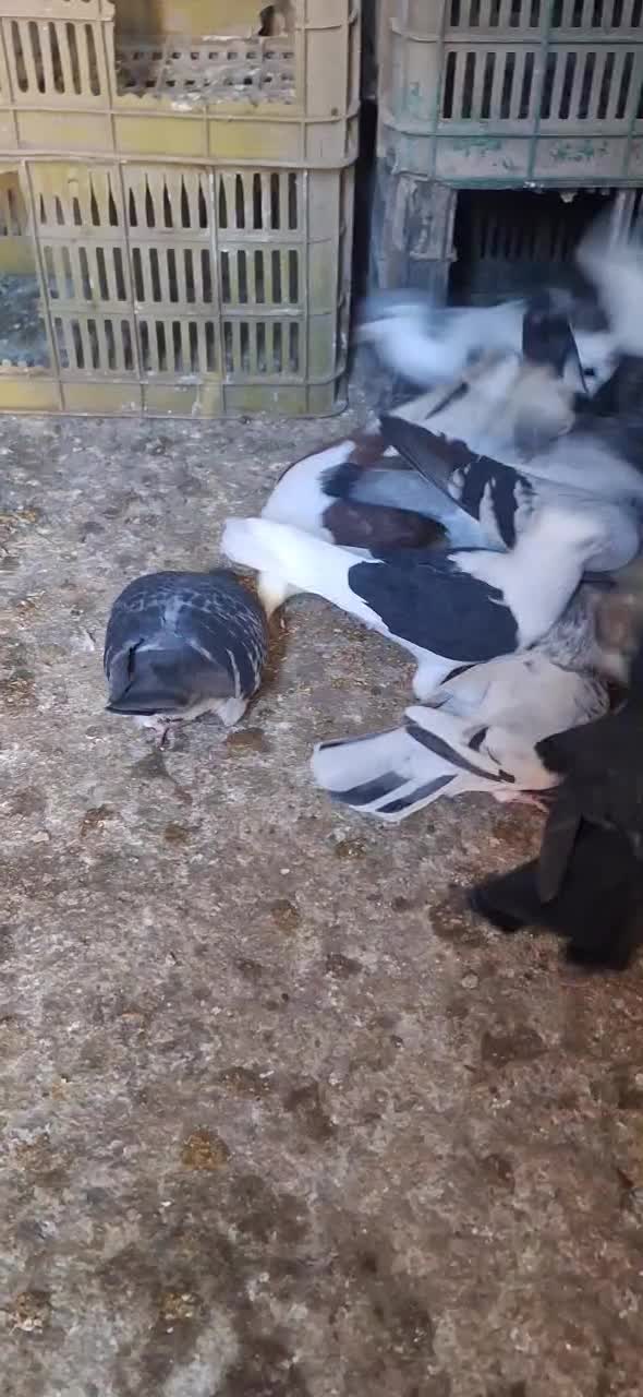 کفتر|پرنده|نصر آباد, |دیوار