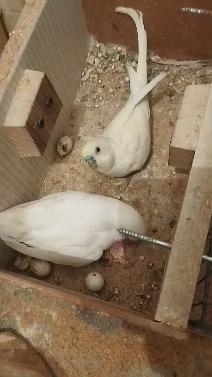 یک جفت مرغ عشق همراه با جوجه و تخم|پرنده|اسلامشهر, مطهری|دیوار