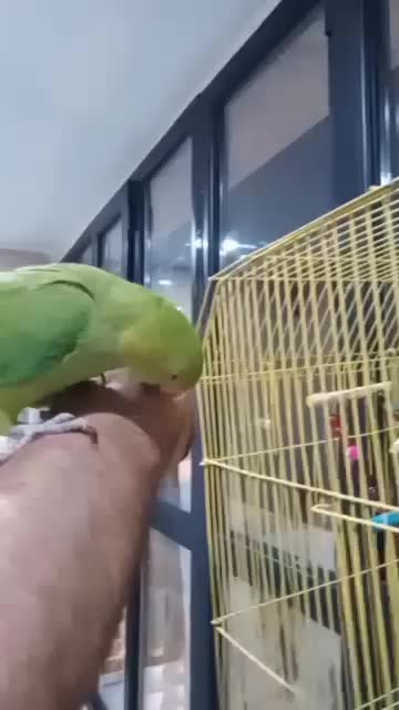 طوطی ملنگو جوان|پرنده|اهواز, کوروش|دیوار