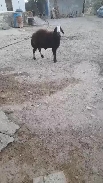 قوچ|حیوانات مزرعه|کوهدشت, |دیوار