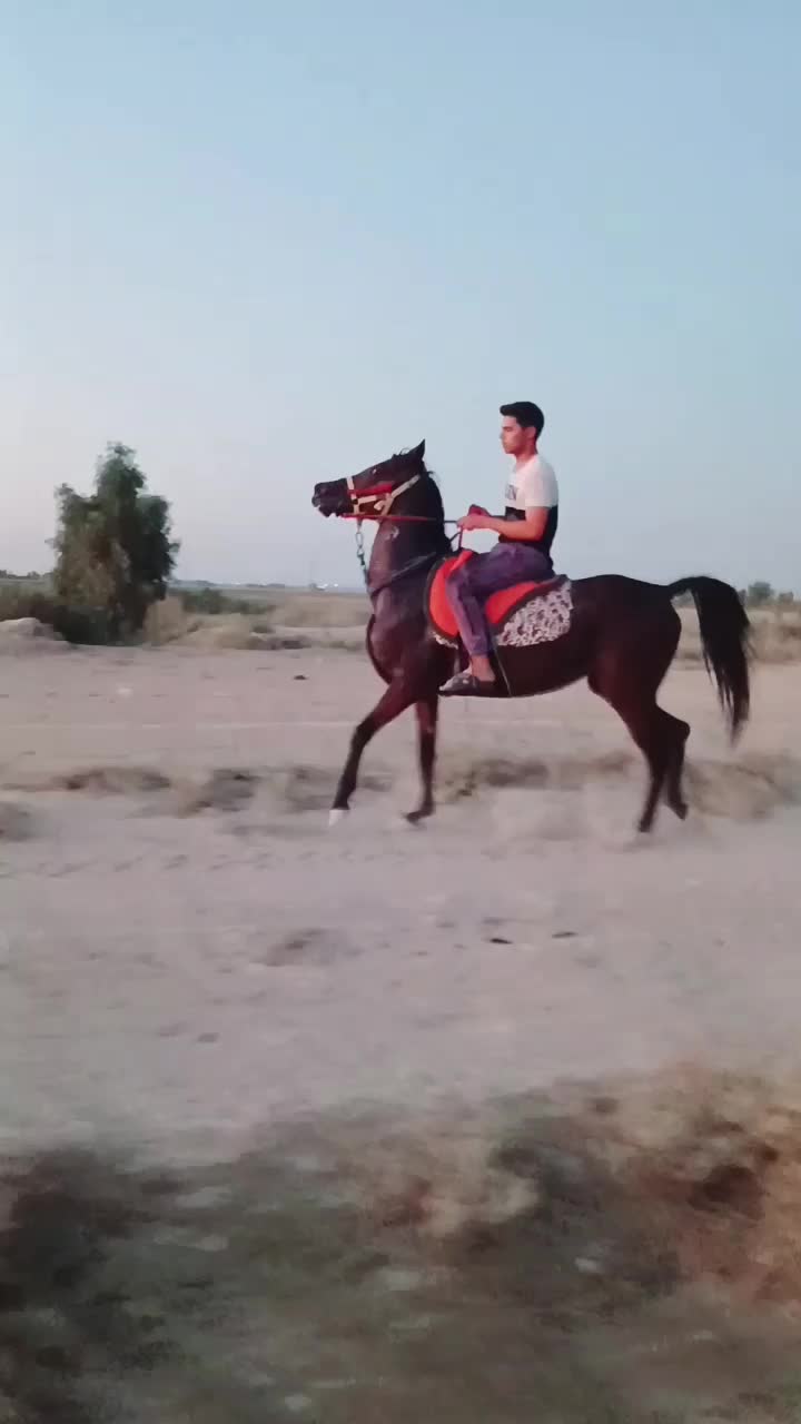 اسب یکسر|اسب و تجهیزات اسب‌سواری|اهواز, کیانشهر|دیوار
