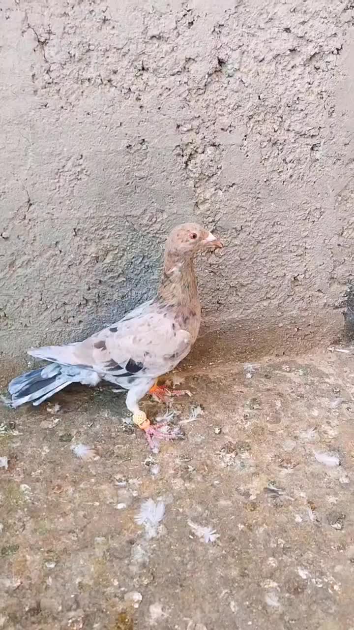 سرخ هفرنگ نر|پرنده|اقبالیه, |دیوار