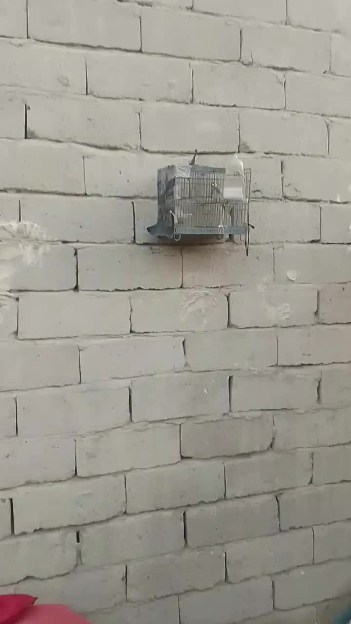 سهره نر|پرنده|زاهدان, |دیوار