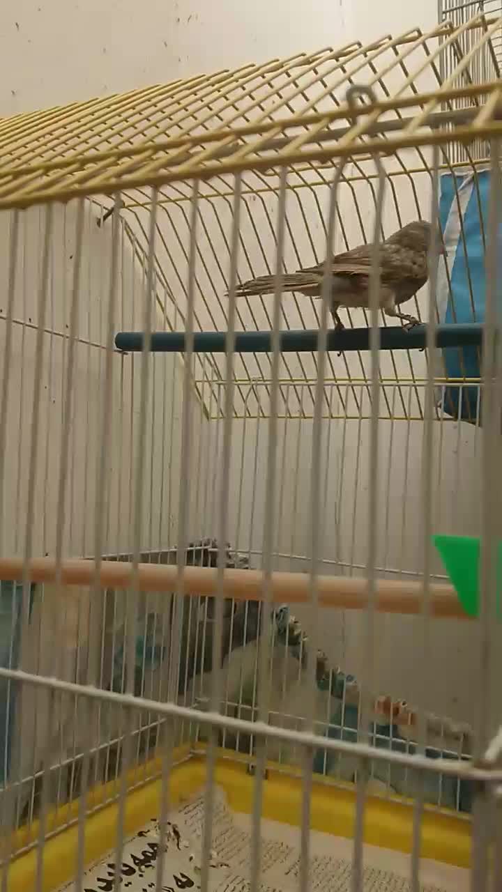 قناری ماده آماده سیلور جوان|پرنده|حمیدیا, |دیوار