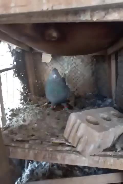 کبوتر|پرنده|شیراز, جرسقان|دیوار