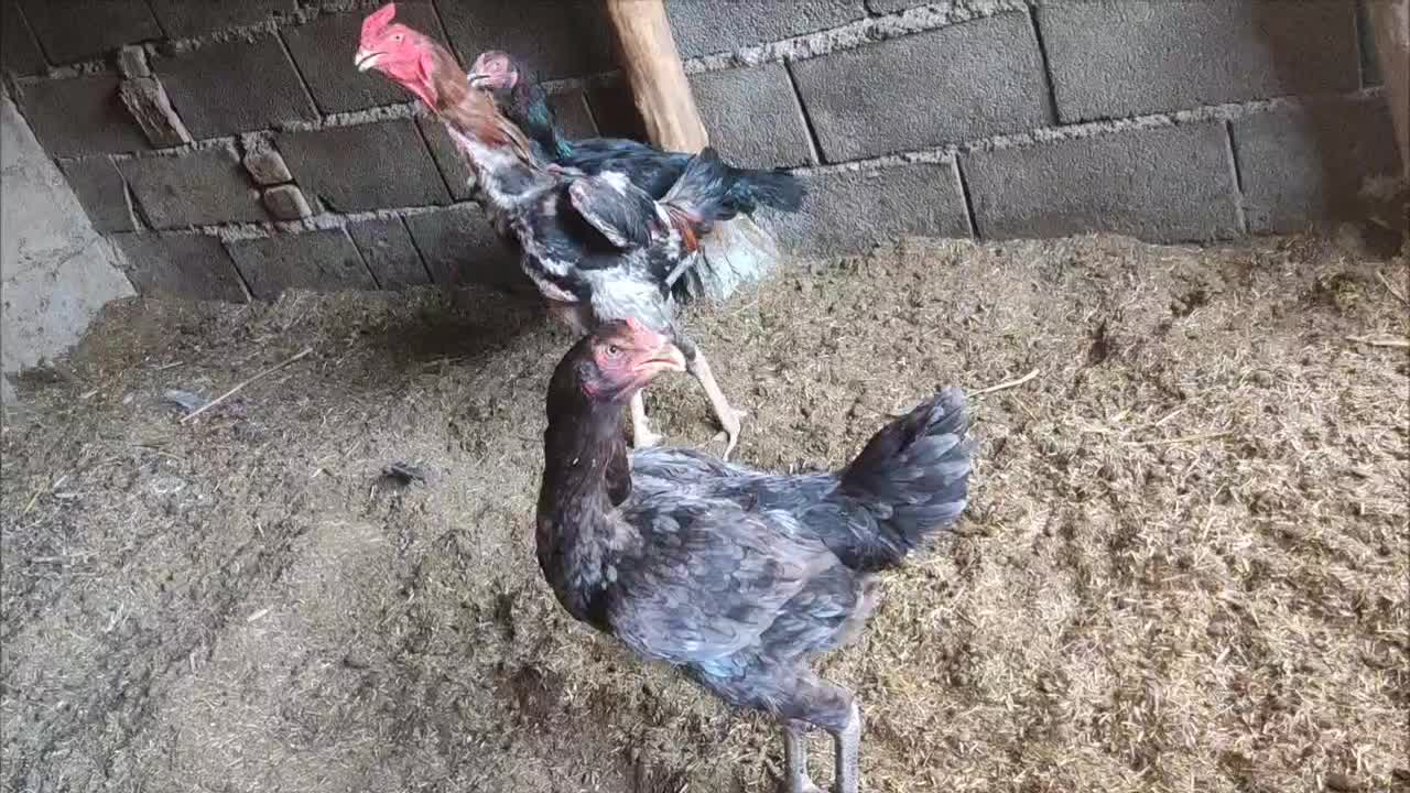 تخم شامو|حیوانات مزرعه|سنگدوین, |دیوار