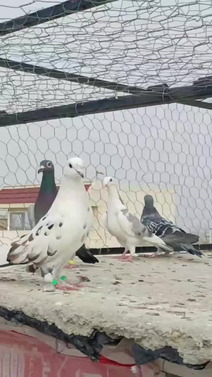 کبوتر مگسی و تک برگ|پرنده|گنبد کاووس, |دیوار