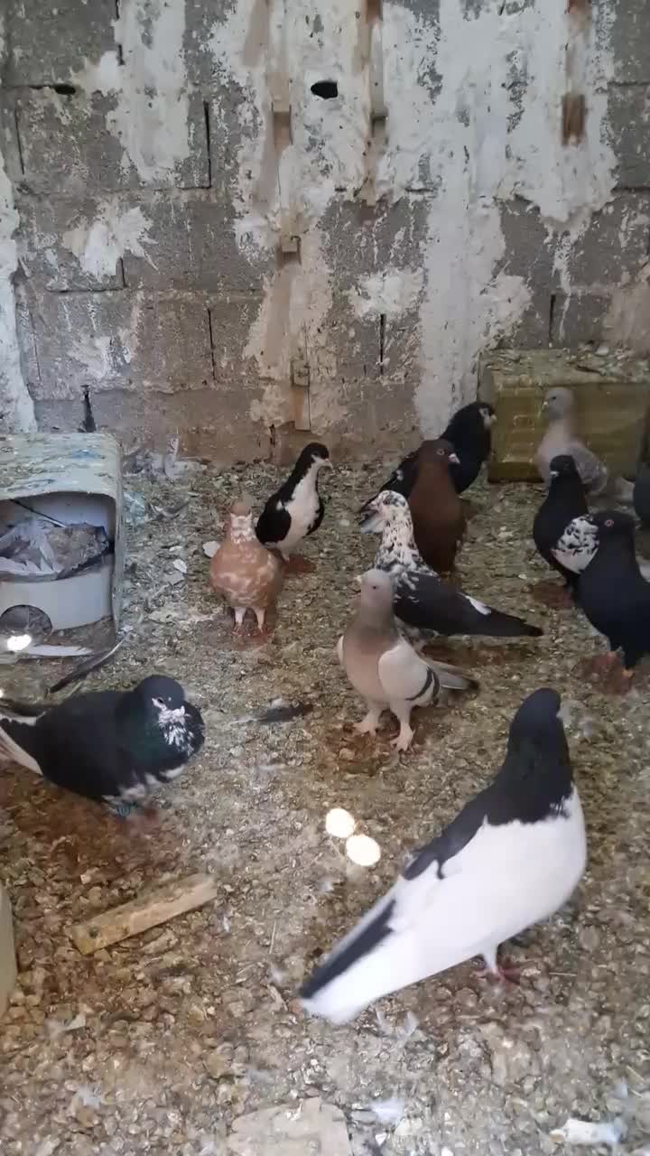 شهری وبهبهانی خوب|پرنده|شیراز, وزیرآباد|دیوار