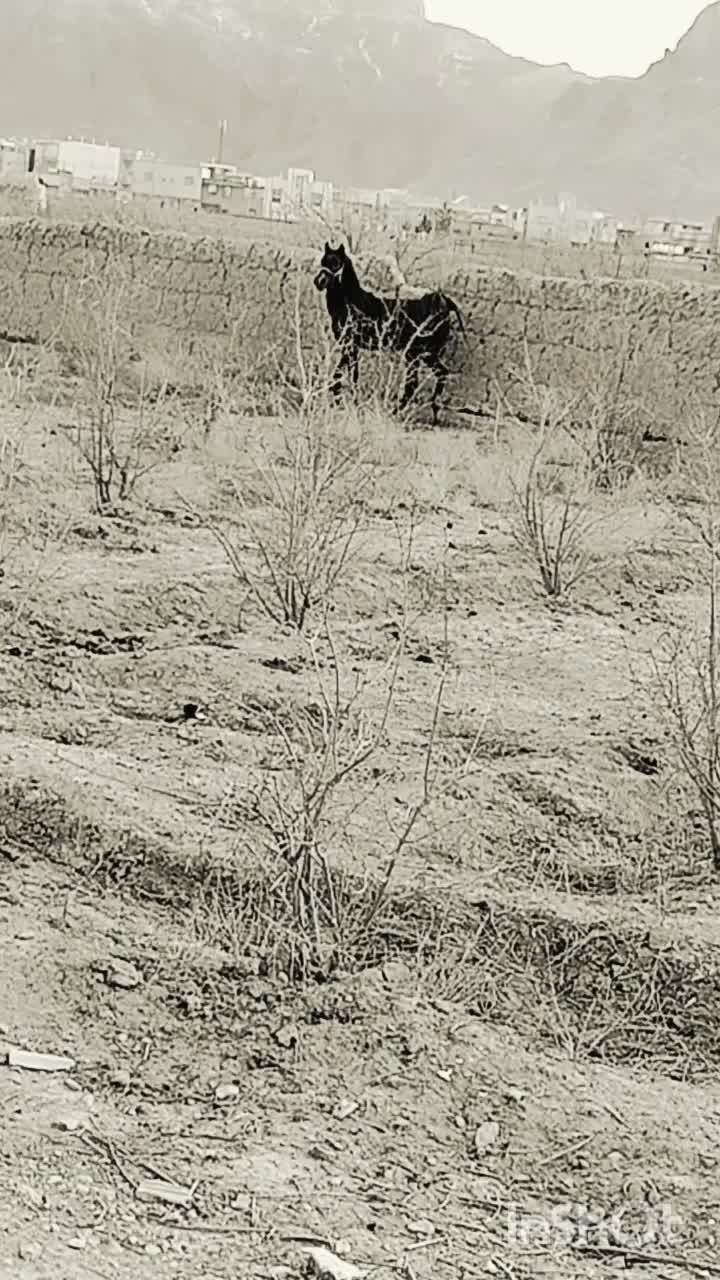 اسب|اسب و تجهیزات اسب‌سواری|شهرضا, |دیوار