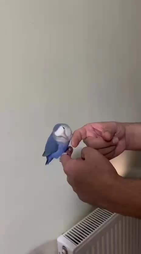 طوطی فیشر برزیلی سالم بامزه (دستی)|پرنده|شاهین‌شهر, فردوسی|دیوار