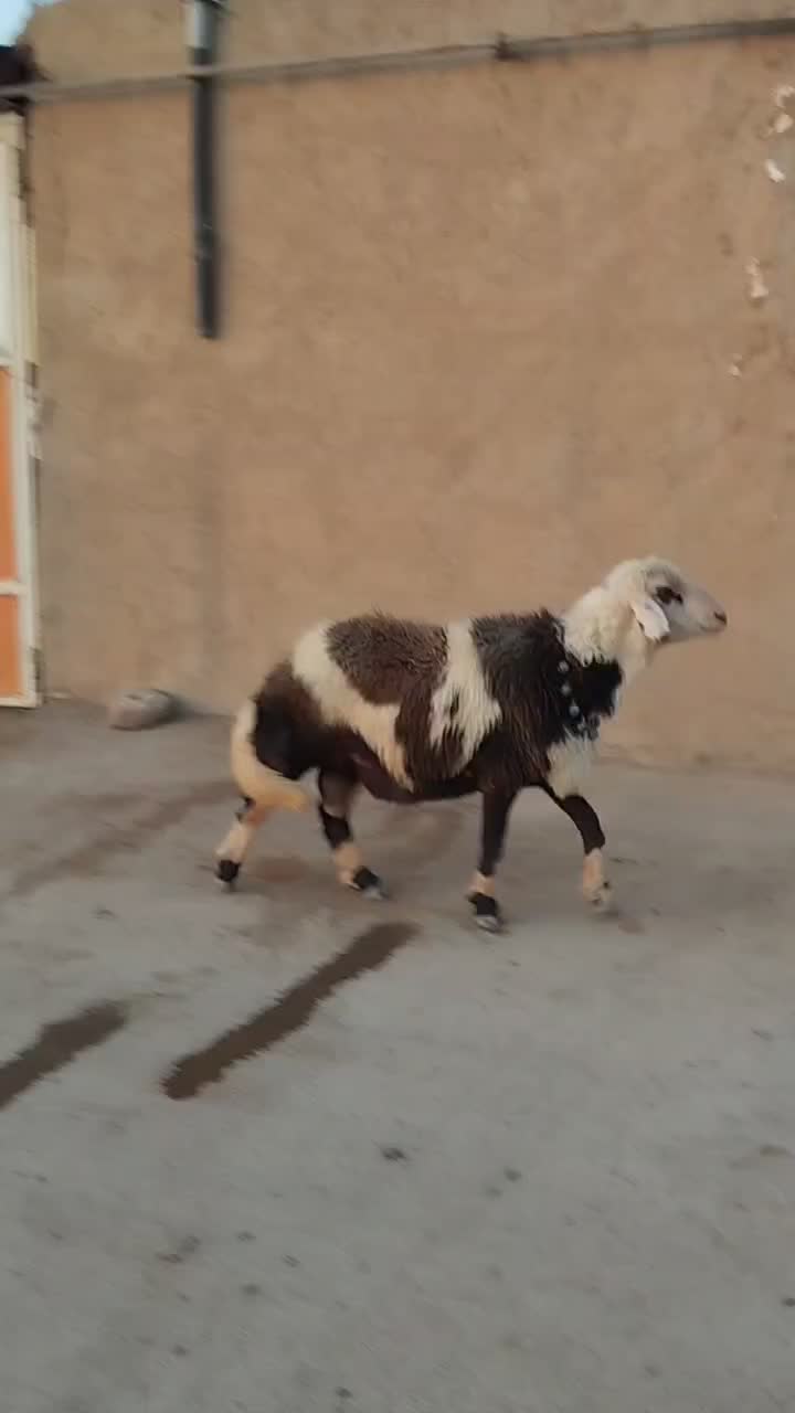 میش قوچ پلنگی|حیوانات مزرعه|بروجرد, |دیوار