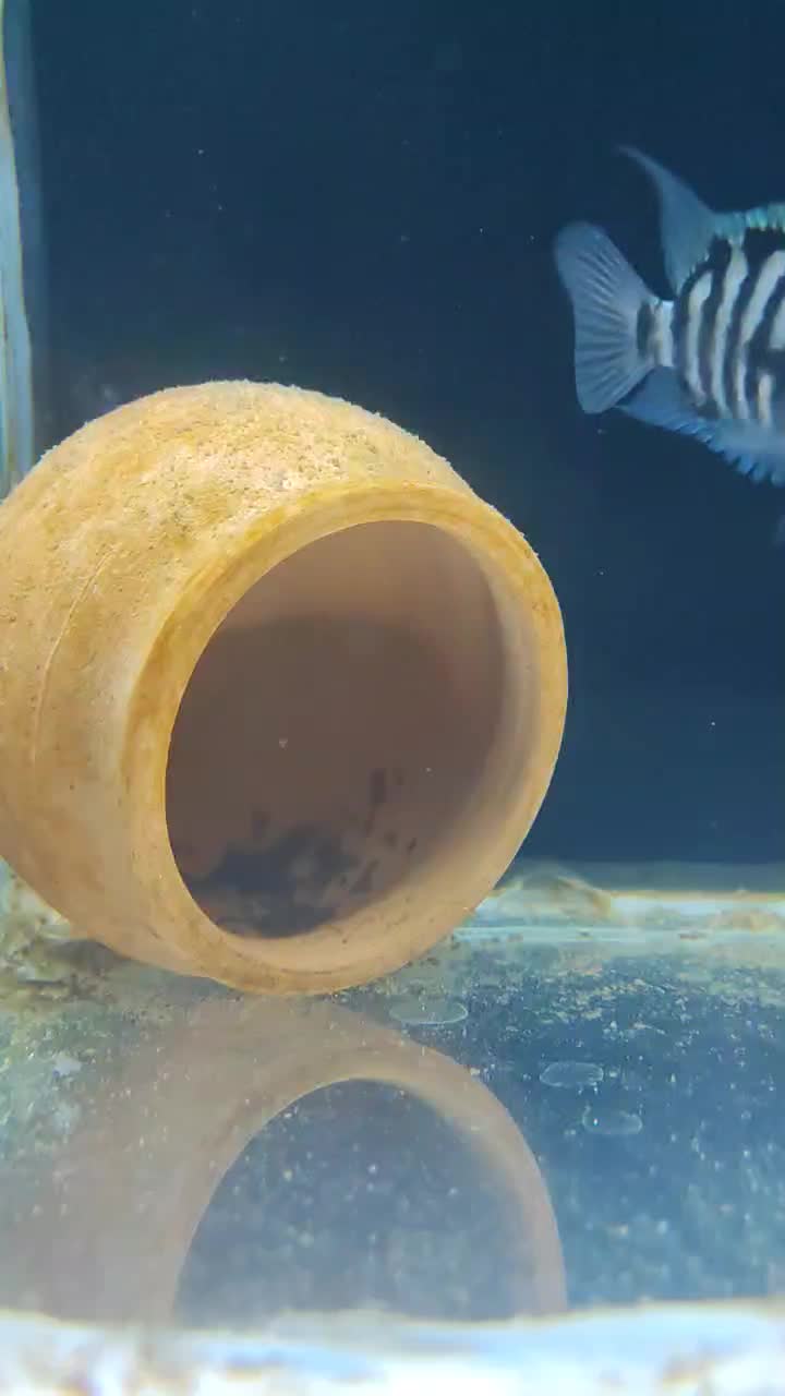 جفت مولد سیچلاید گورخری|ماهی|خوی, |دیوار