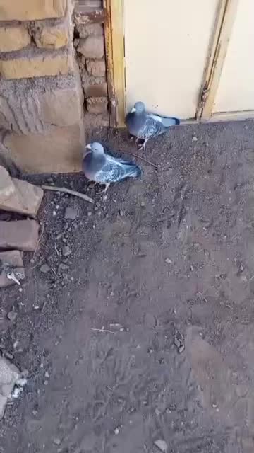 کفتر پلاکی|پرنده|سبزوار, فرهنگیان|دیوار