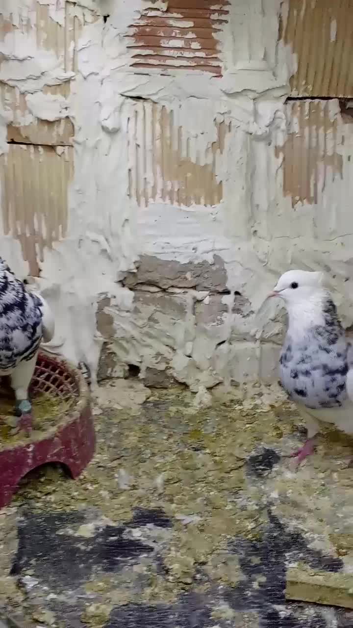 کفتر طوقی هفترنگ|پرنده|تربت‌حیدریه, پائین ولایت|دیوار