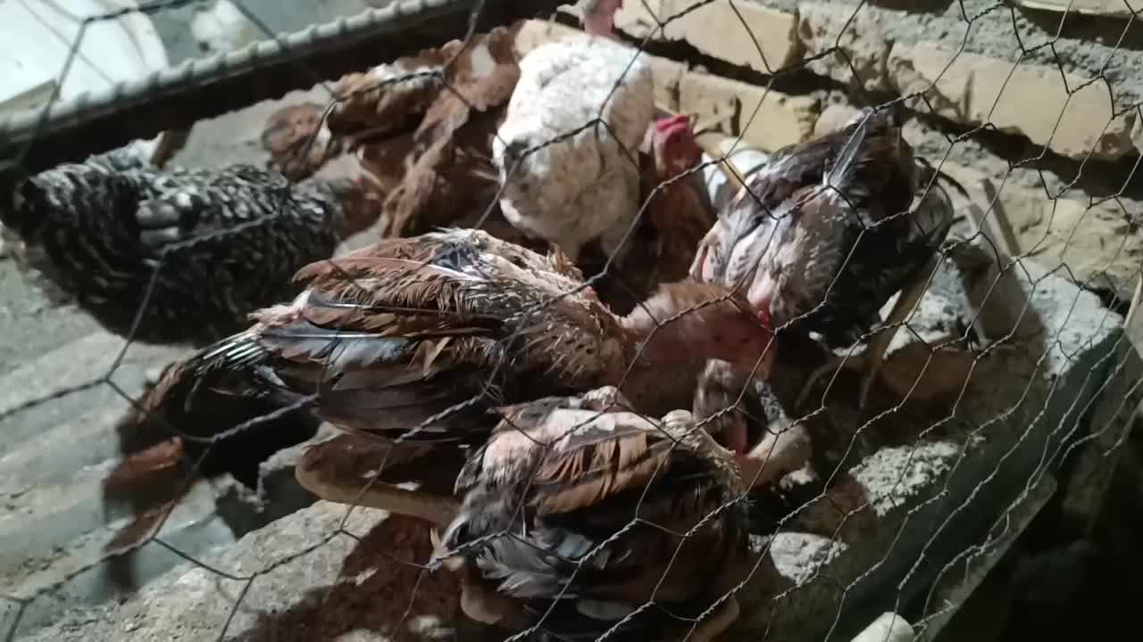 جوجه نژادار|حیوانات مزرعه|رودان, |دیوار