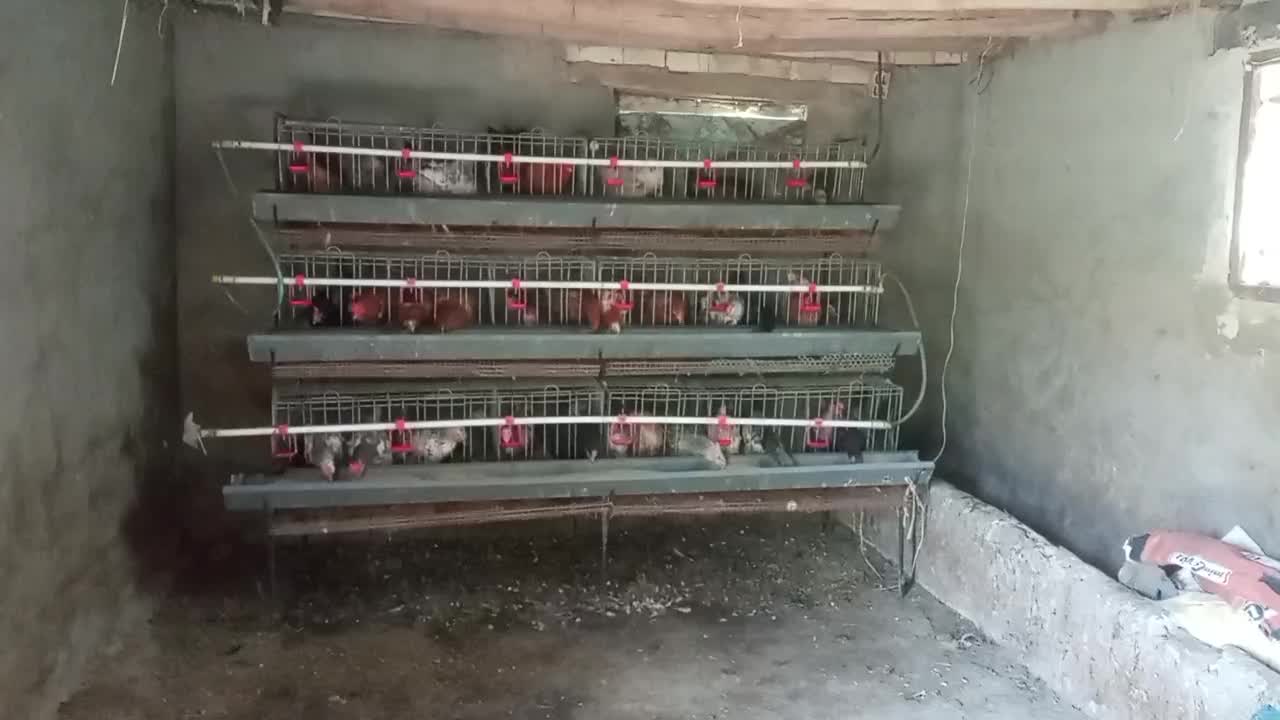 قفسه مرغ|لوازم جانبی حیوانات|هوراند, |دیوار