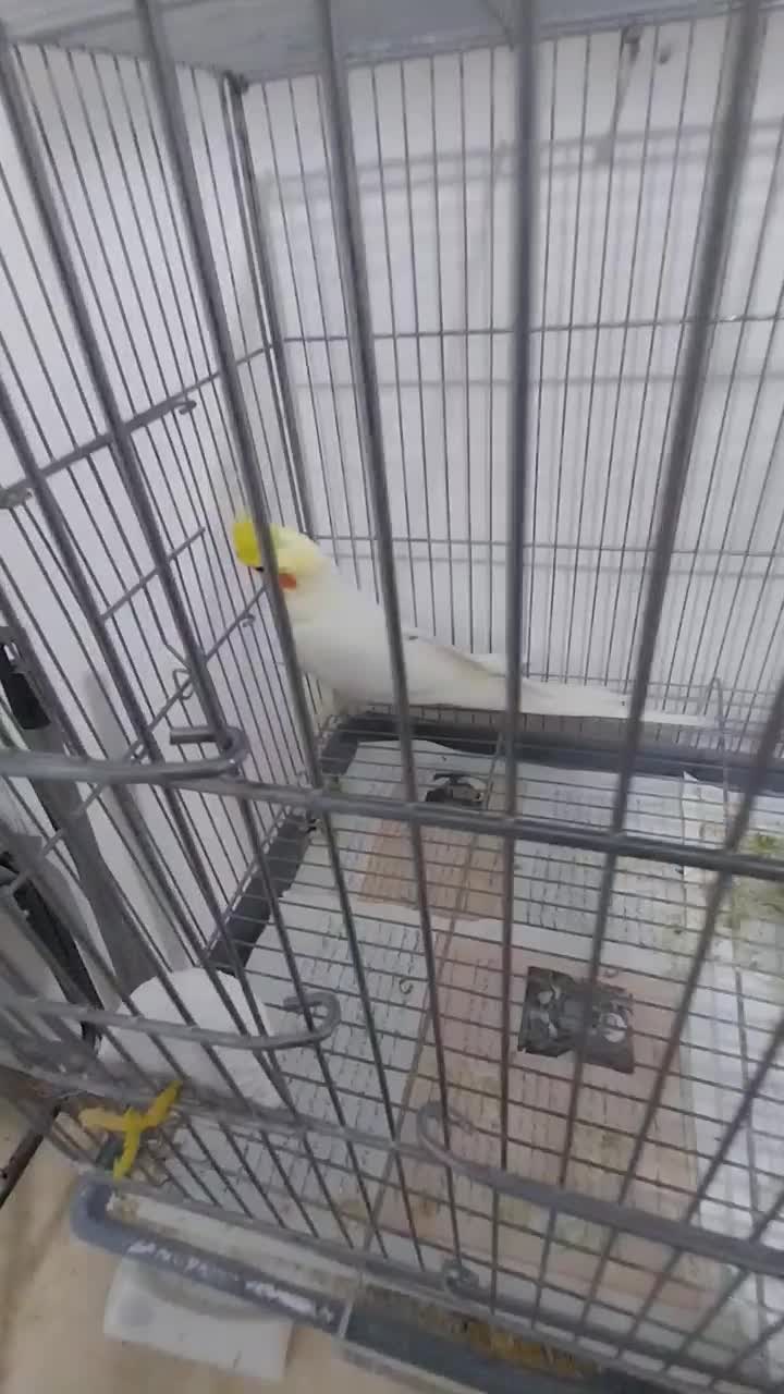 عروس هلندی لوتینو نر اورجینال|پرنده|شهریار, شهرک امیریه|دیوار