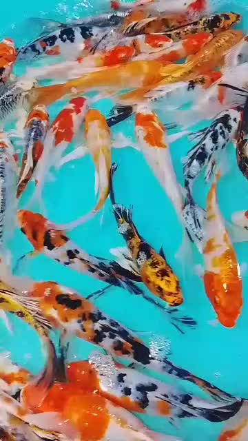 ماهی کوی سایز مولد کلکسیونی با قیمت مناسب|ماهی|تهران, مینابی|دیوار