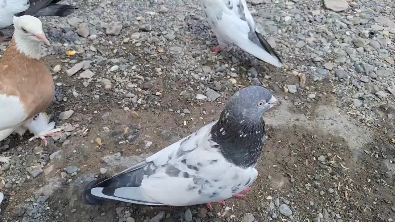 کفتر|پرنده|رودان, |دیوار