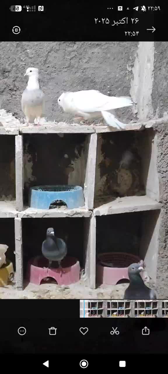 کفتر طوقی|پرنده|امیدیه, |دیوار