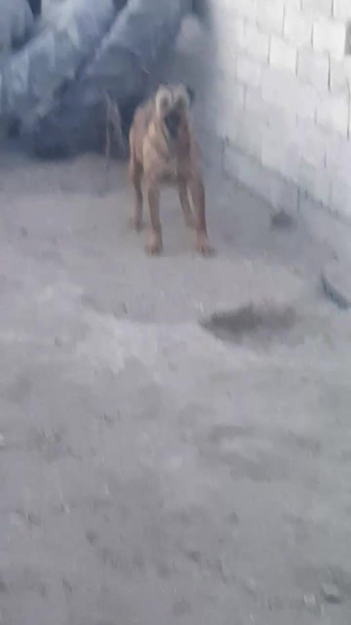 ماده سرابی|سگ|اردبیل, |دیوار