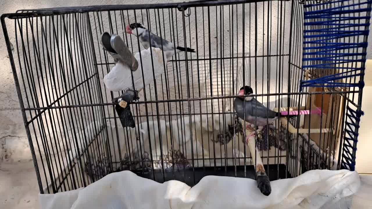 فنج نرگسی|پرنده|کرج, حصار|دیوار