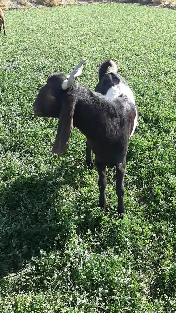 نر تخمی|حیوانات مزرعه|گلپایگان, |دیوار