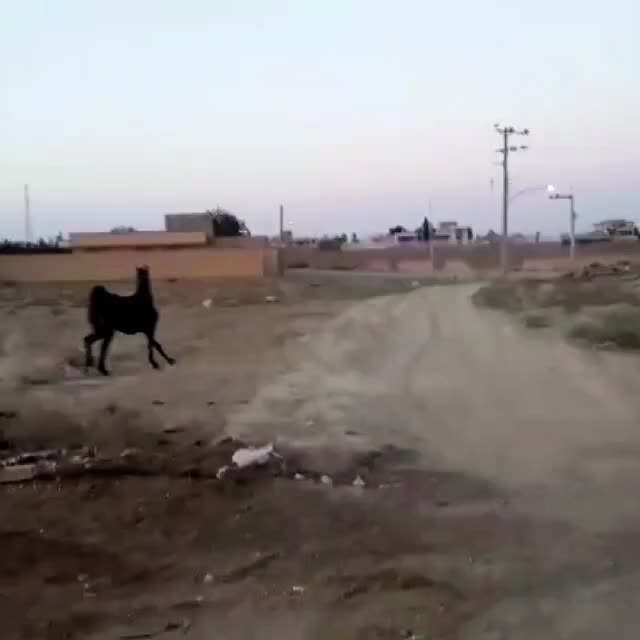 اسب|اسب و تجهیزات اسبسواری|آباده, |دیوار