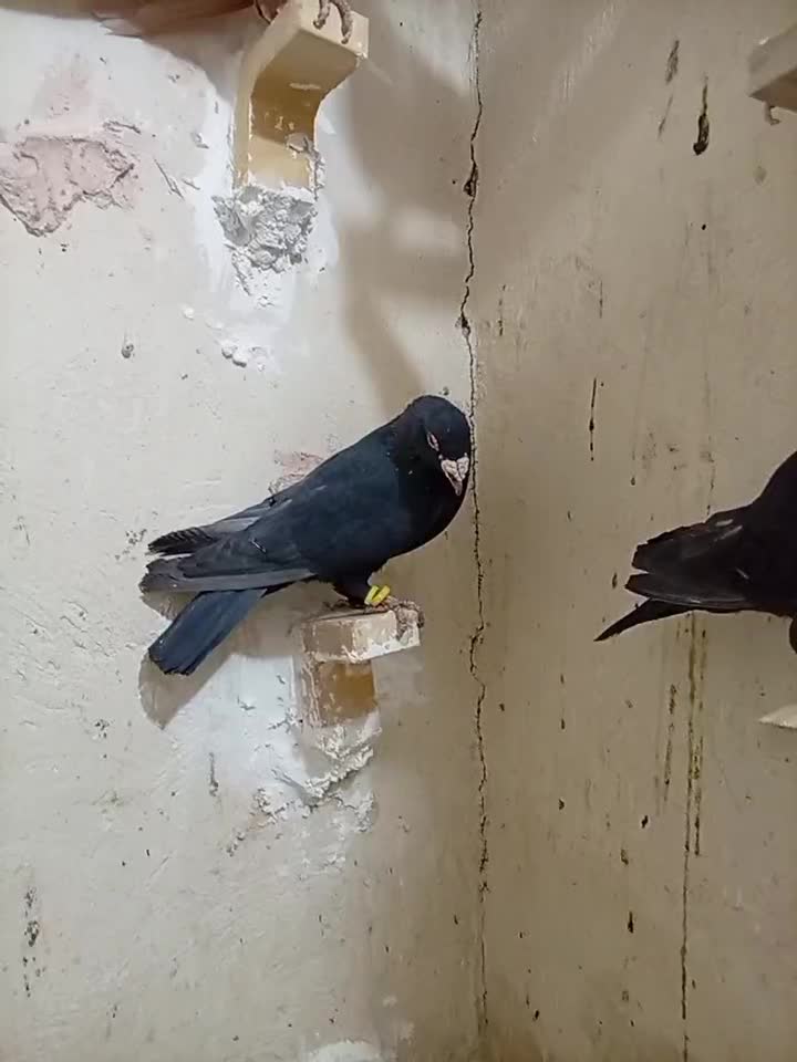 9تا نر خوشکل|پرنده|رفسنجان, |دیوار