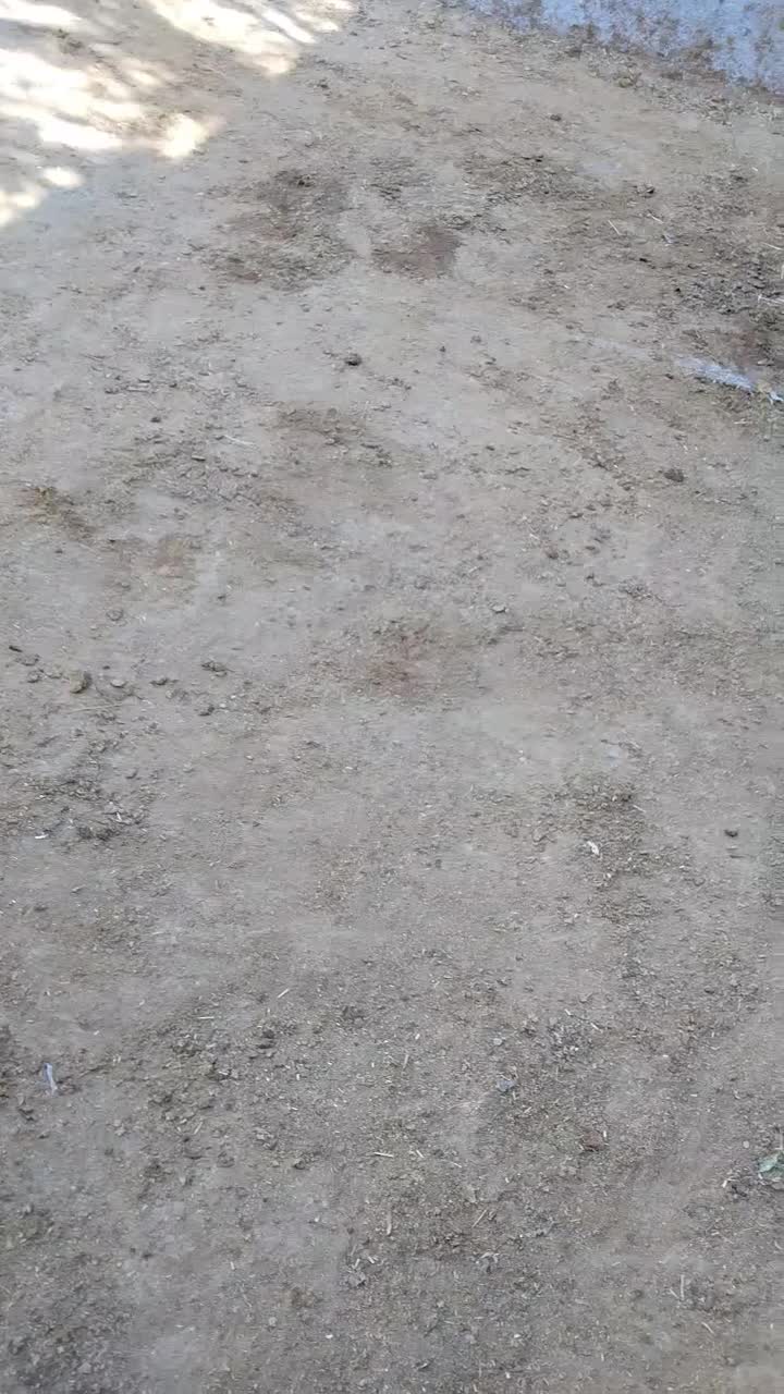 گوساله سیمینتال|حیوانات مزرعه|اشتهارد, |دیوار