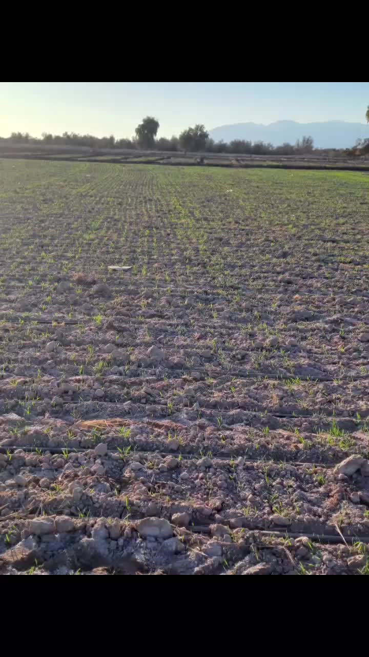 فروش بذرگندم اوکراینی|خدمات باغبانی و درختکاری|رودبار (کرمان), |دیوار