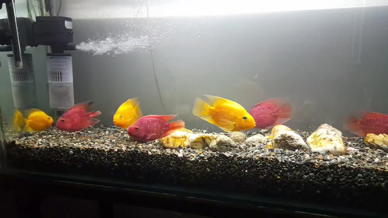 ماهی پرد|ماهی|رباط‌کریم, رباط‌کریم|دیوار