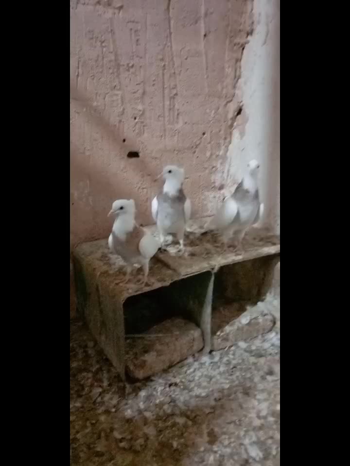 پنج تا طوقی با سه تا آلمانی|پرنده|سبزوار, شرق کال عیدگاه|دیوار