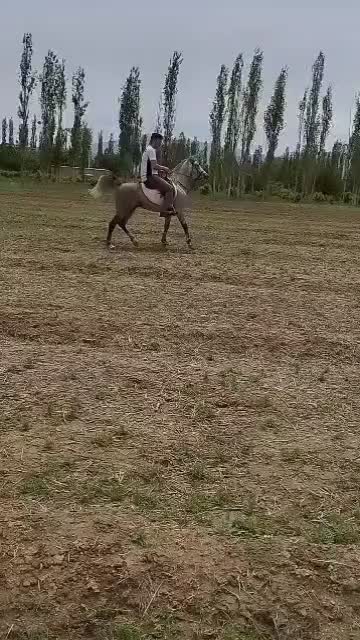 اسب|اسب و تجهیزات اسبسواری|شبستر, |دیوار