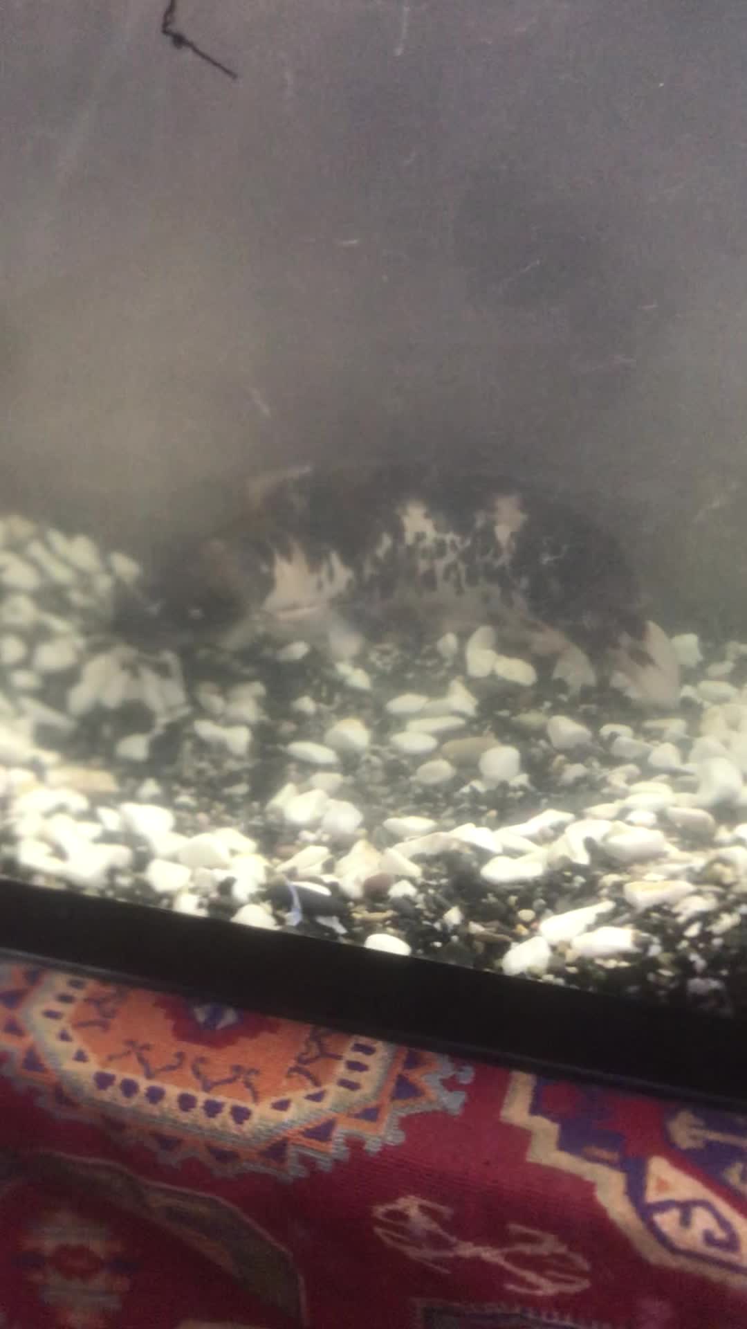 کت افریقایی ۳۰ سانتی|ماهی|مشهد, ادیب نیشابوری (شهرک غرب)|دیوار