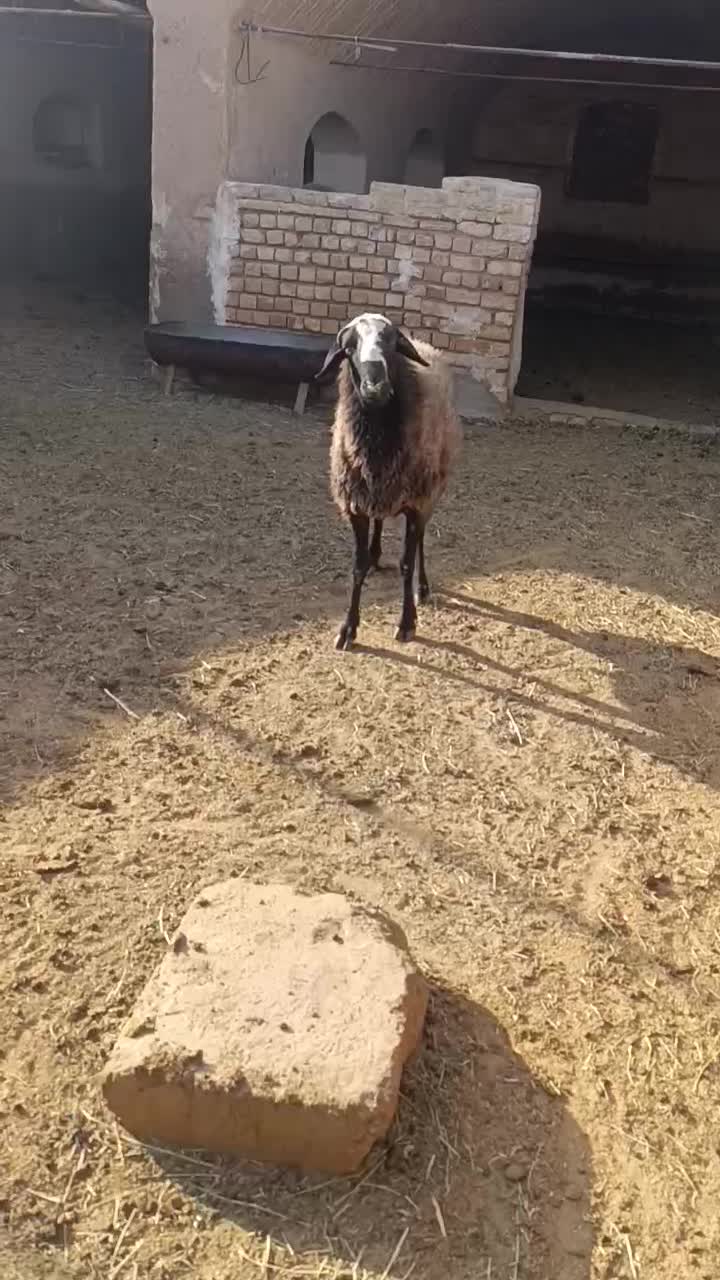 قوچ سیاه کبود|حیوانات مزرعه|آران و بیدگل, |دیوار