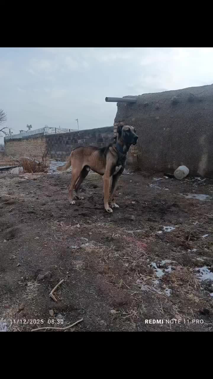 سگ پژدر|سگ|قم, مصلاء|دیوار