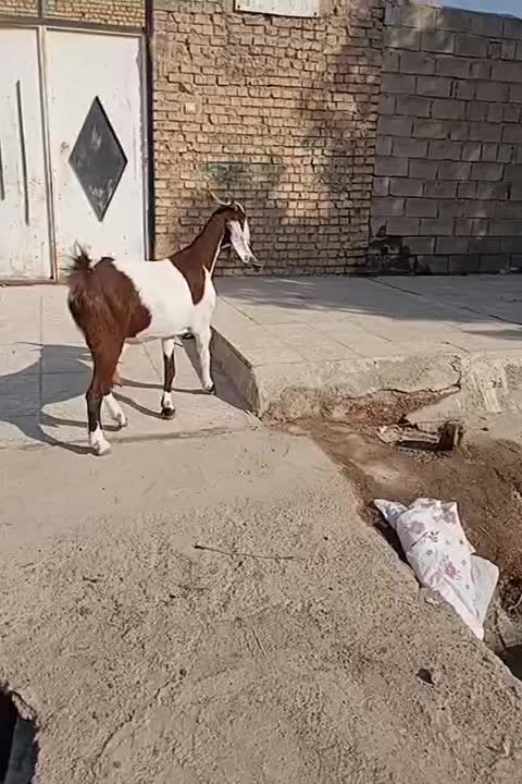 ۷ بز مطفل و ابستن و کهره نر و ماده|حیوانات مزرعه|اهواز, گلدشت|دیوار