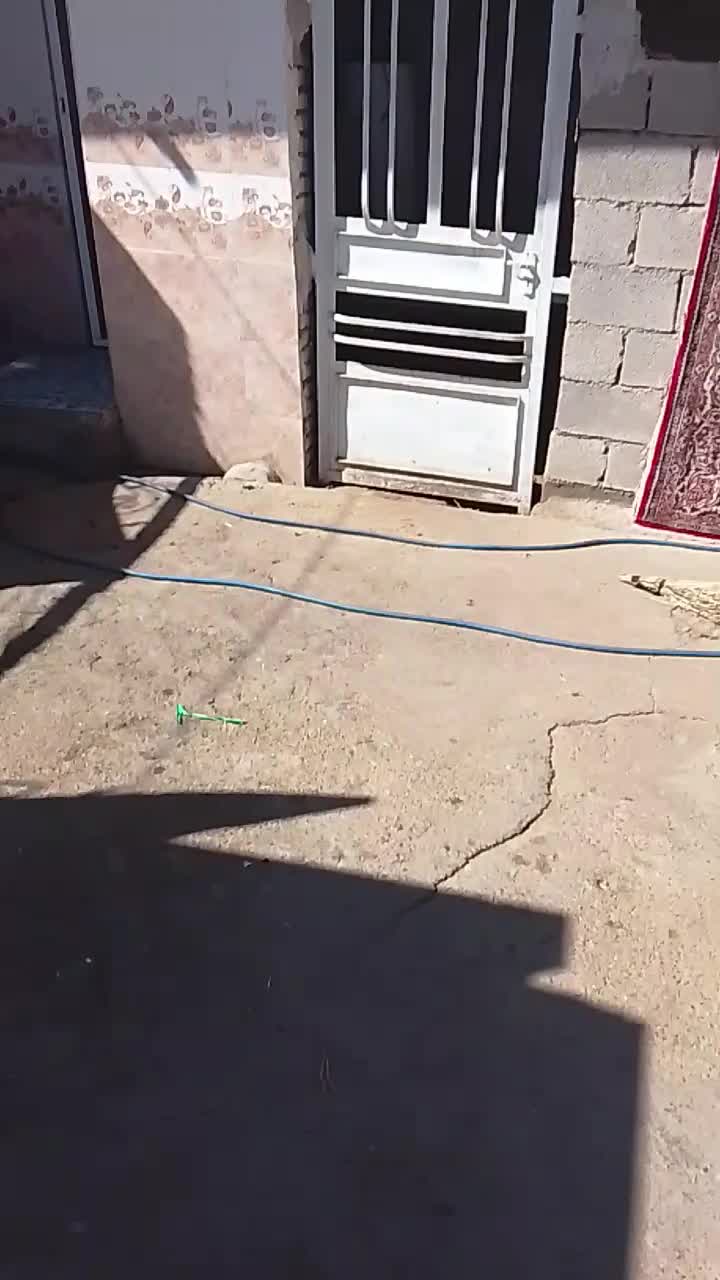 بز‌خشک|حیوانات مزرعه|دزفول, |دیوار