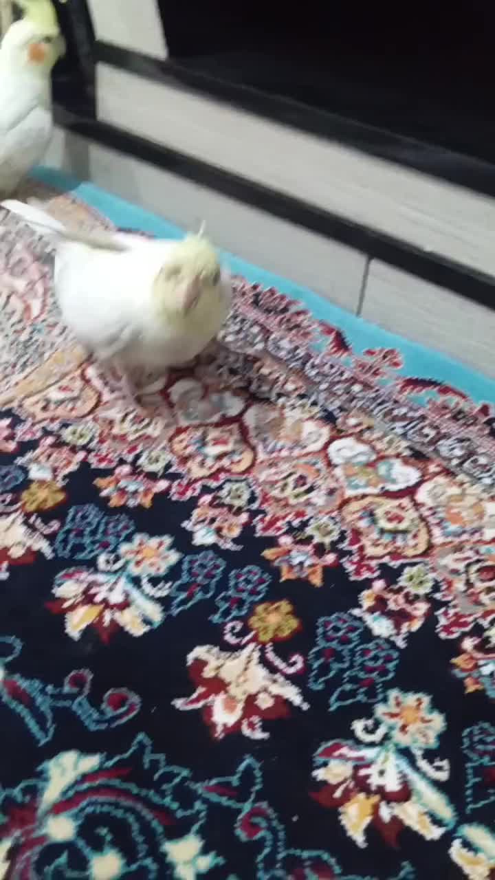 دو عدد عروس هلندی لوتینو|پرنده|کرج, حسین آباد (اکبر آباد)|دیوار