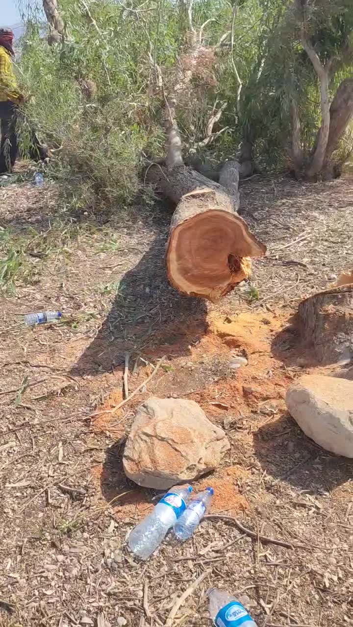 خرید انواع چوب  در خانه و باغ بصورت نقد|خدمات باغبانی و درختکاری|نورآباد ممسنی, |دیوار