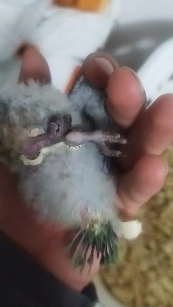 1عددطوطی راهب سرلاکی|پرنده|ارطه, |دیوار