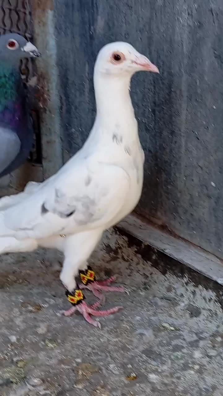 چهار تا نر قلدر و ضمانتی‌باسه‌تا‌جوجه‌|پرنده|تربت‌حیدریه, رضاشهر|دیوار