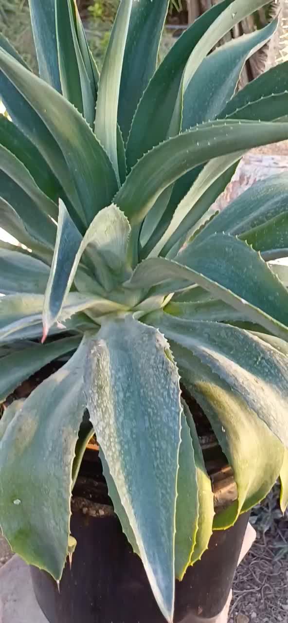 گل آگاو لاله ای سایز بزرگ|گل و گیاه طبیعی|بیستون, |دیوار