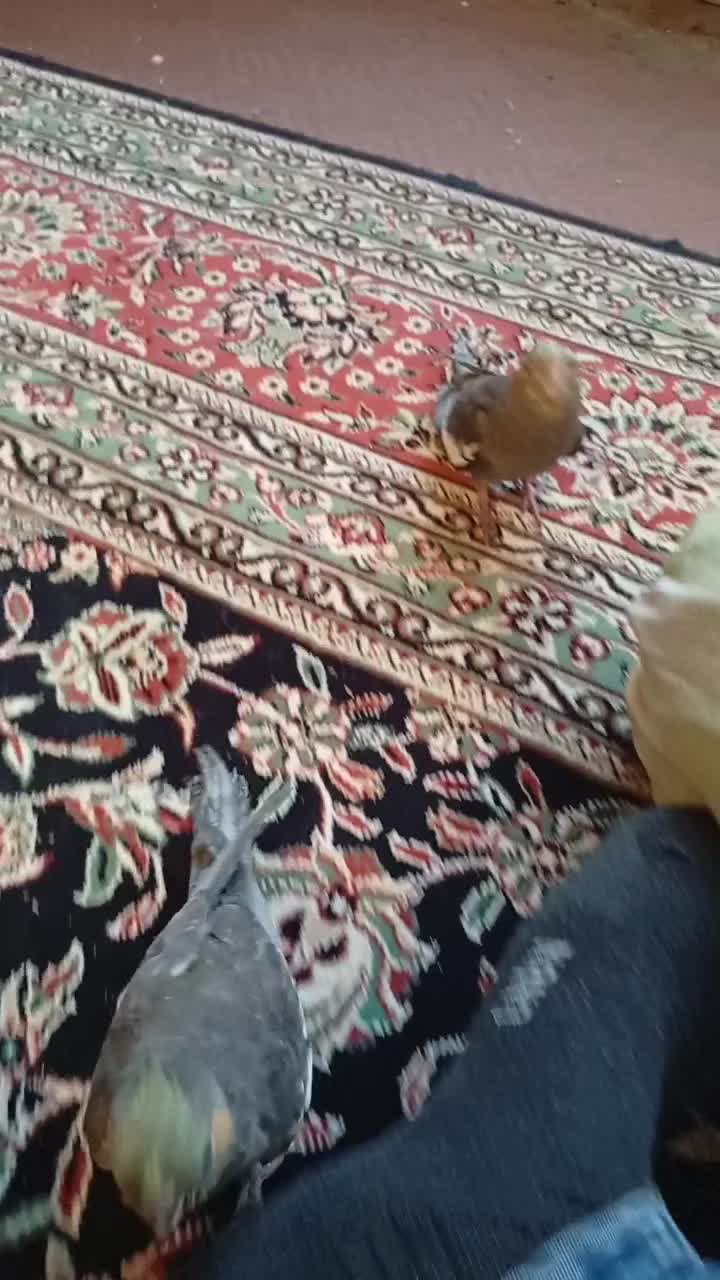 4تا جوجه عروس هلندی|پرنده|کرمان, |دیوار