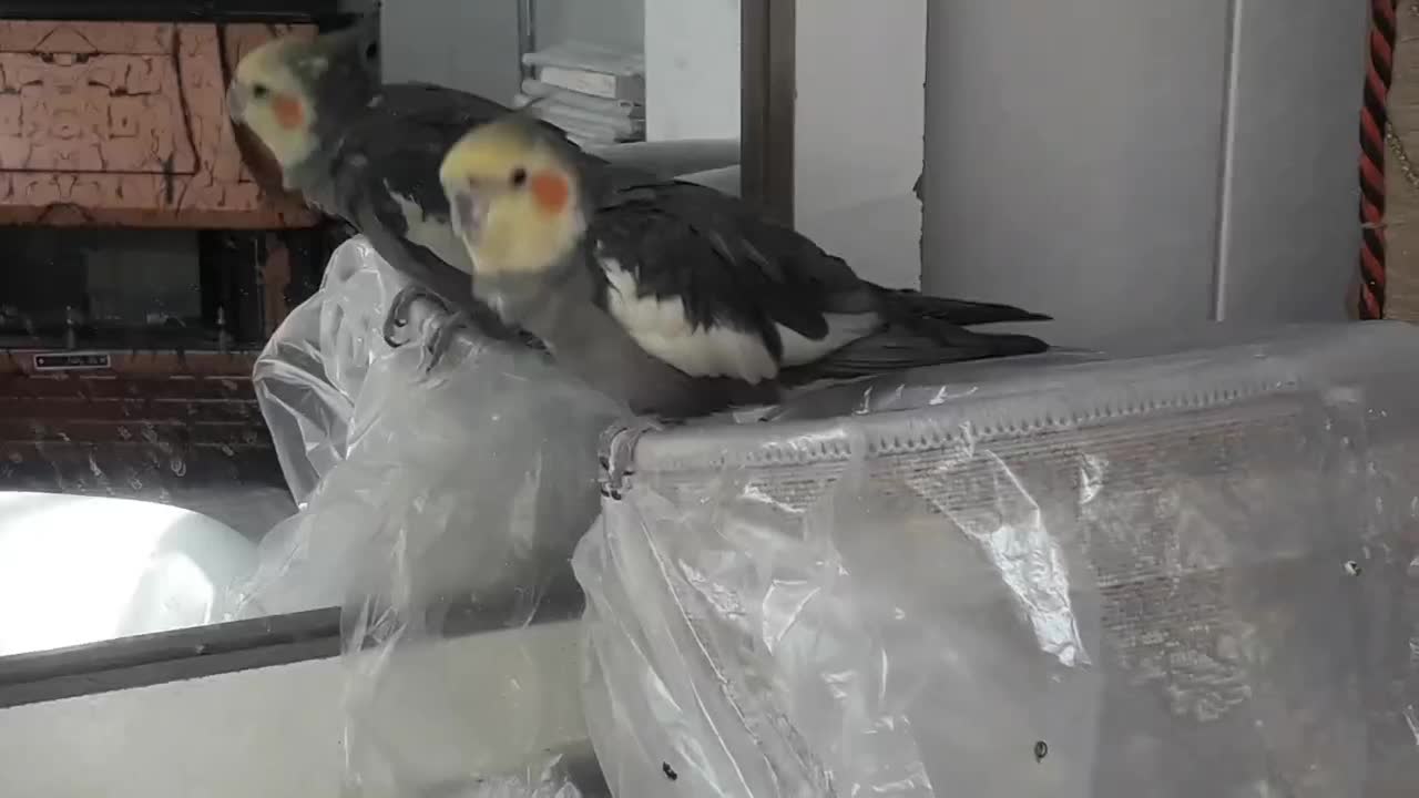 1200|پرنده|اصفهان, جنیران (لادان)|دیوار