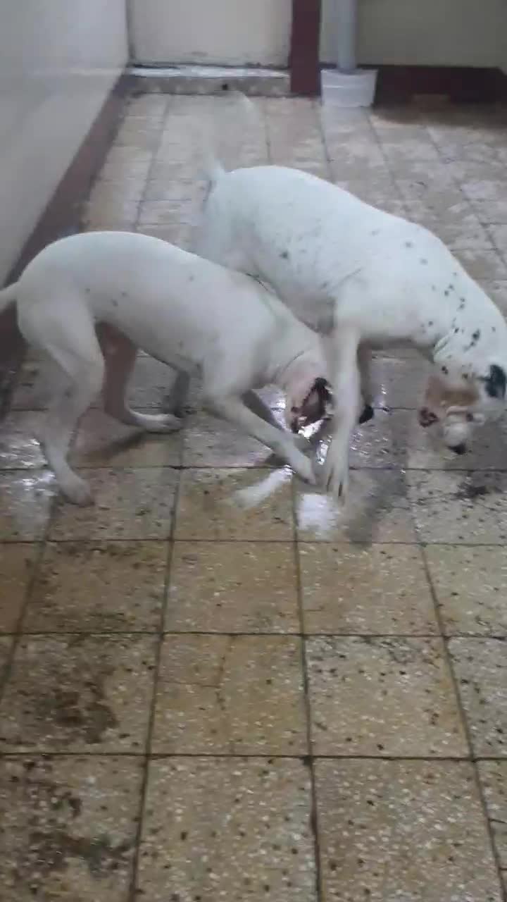 توله داگو یا دوگو آرژانتینو|سگ|اهواز, حصیرآباد|دیوار