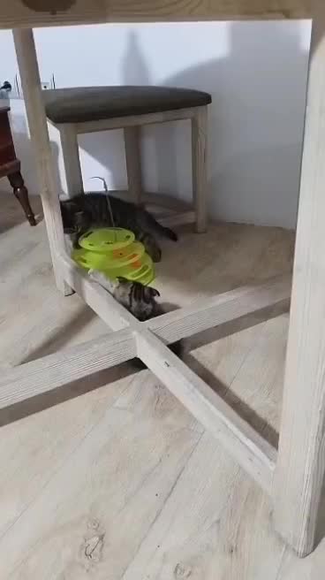 واگذاری دو گربه|گربه|ساوه, |دیوار