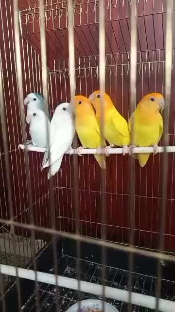 طوطی بریزیلی|پرنده|قائن, |دیوار